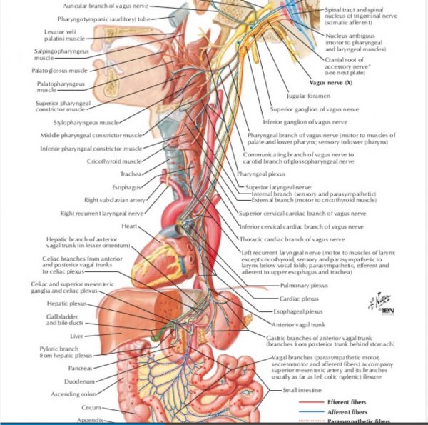 Illustrations of the Vagal System - Restorative Practices ELearning ...