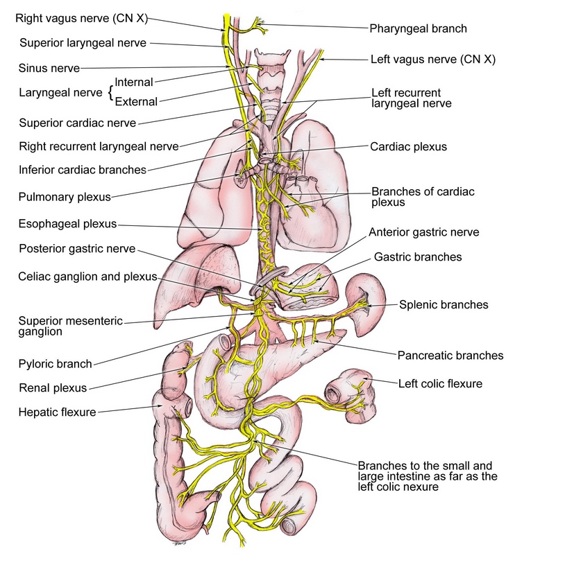 Illustrations of the Vagal System - Restorative Practices ELearning ...