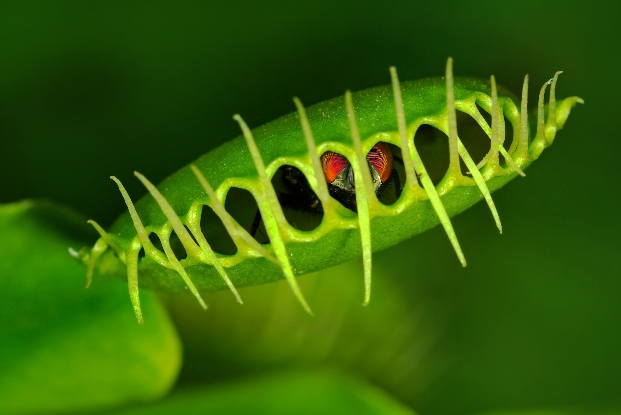 Venus flytrap (Dionaea muscipula) with trapped fly