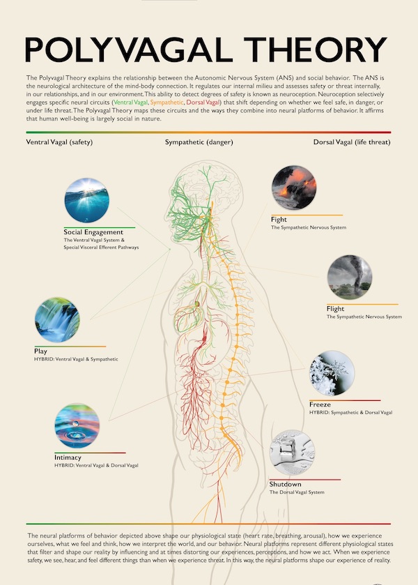 an-illustrated-guide-to-polyvagal-theory-restorative-practices