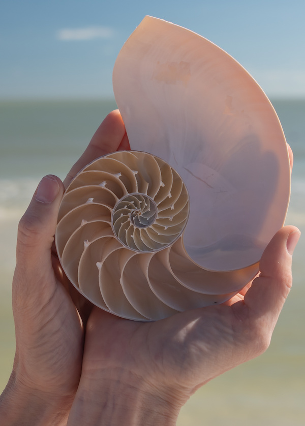 Beauftiful shell in hands