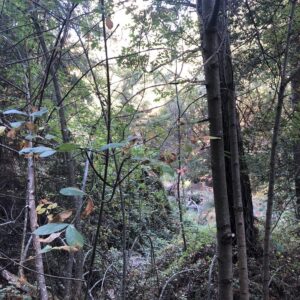 Greater Nicasio 森林浴 Society (Annual Membership)